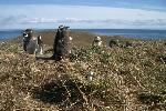 Little penguin visits the Magellanic penguins, Magdalena Island, Chile