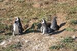 Magellanic penguin cultists, Magdalena Island, Chile