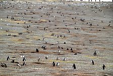 Magellanic Penguin burrows at Magdalena Island