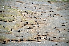Magellanic Penguin burrows at Magdalena Island
