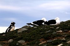 Magellanic Penguin and seagulls