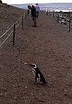 Path amongst penguins