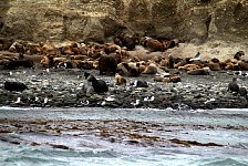 Sea lions, Marta Island
