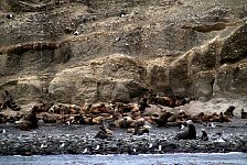 Sea lions, Marta Island