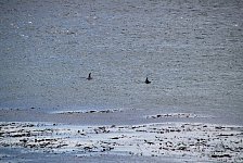 Dolphins, south of Punta Arenas