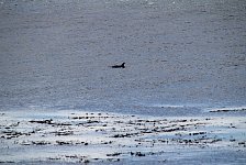 Dolphins, south of Punta Arenas