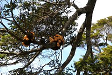 Weird tree mushrooms