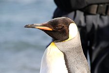 King Penguin in Punta Arenas