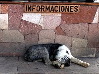Information dog