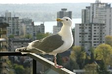 Seagull on balcony