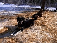 Dogs at camp ground near Dawson City
