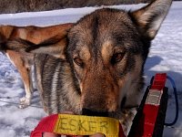 Sledgedog: Esker