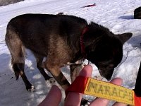 Sledgedog: Maracas