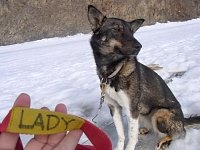 Sledgedog: Lady