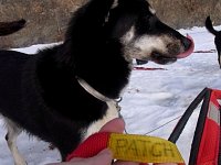 Sledgedog: Patch