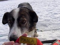 Sledgedog: Paila