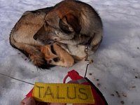 Sledgedog: Talus
