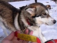 Sledgedog: Drumlin