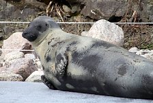 Seal in Quebec City aquarium