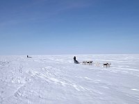 Dog sledding on Beaufort Sea