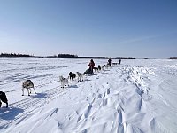 Towing a dog sled