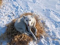 Dog on straw bed at Shallow Bay