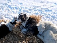 Dogs on straw bed at Shallow Bay