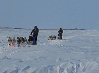Dogsledding on the Mackenzie River