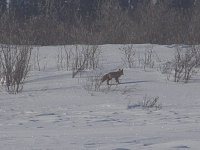 Fox close to ice road