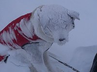 Dog in blizzard