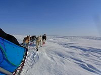 Dog sledding on Beaufort Sea