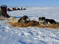 Dogs on straw bed at Shallow Bay