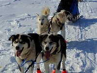 Happy dogs on the Mackenzie River