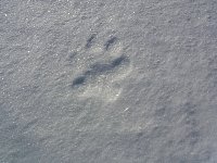 Wolf paw prints