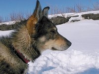 Sled dog Kona, looking alert