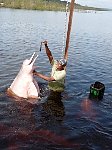 Together with Amazon pink river dolphins