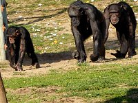 Chimpansees walking