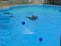 Ball kicking dolphin
