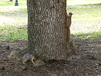 Texas Capitol squirrels