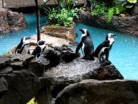 Dallas aquarium penguins