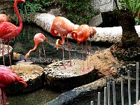 Dallas aquarium flamingos