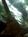 Shark in Dallas aquarium