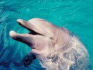[Dolphin, Seaworld Florida, 1994]