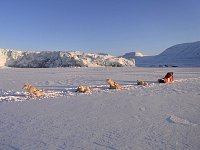 Sledge dogs Tunabreen glacier
