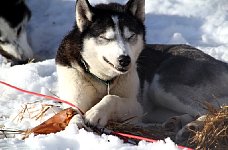 Sled dogs and pig ears
