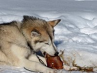 Sled dogs and pig ears