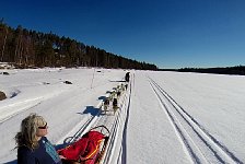 Dog sledding in Sweden