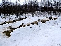 Snow wall for dogs