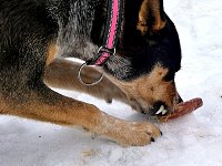 Dog chewing on dried pig ear