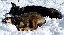 Dogs resting on snow